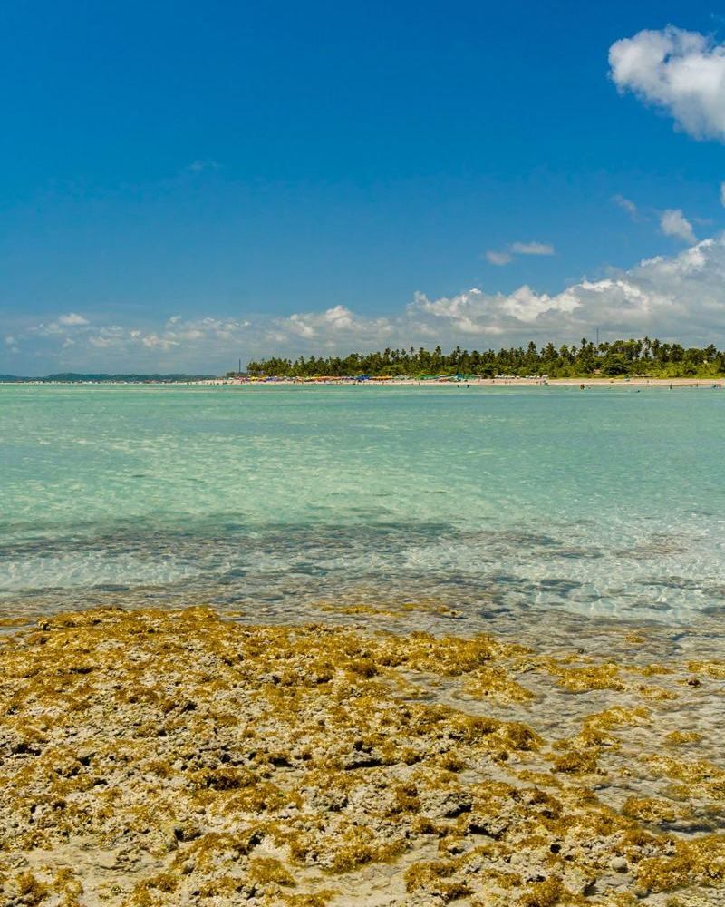 Piscina natural rasa com corais em Maragogi